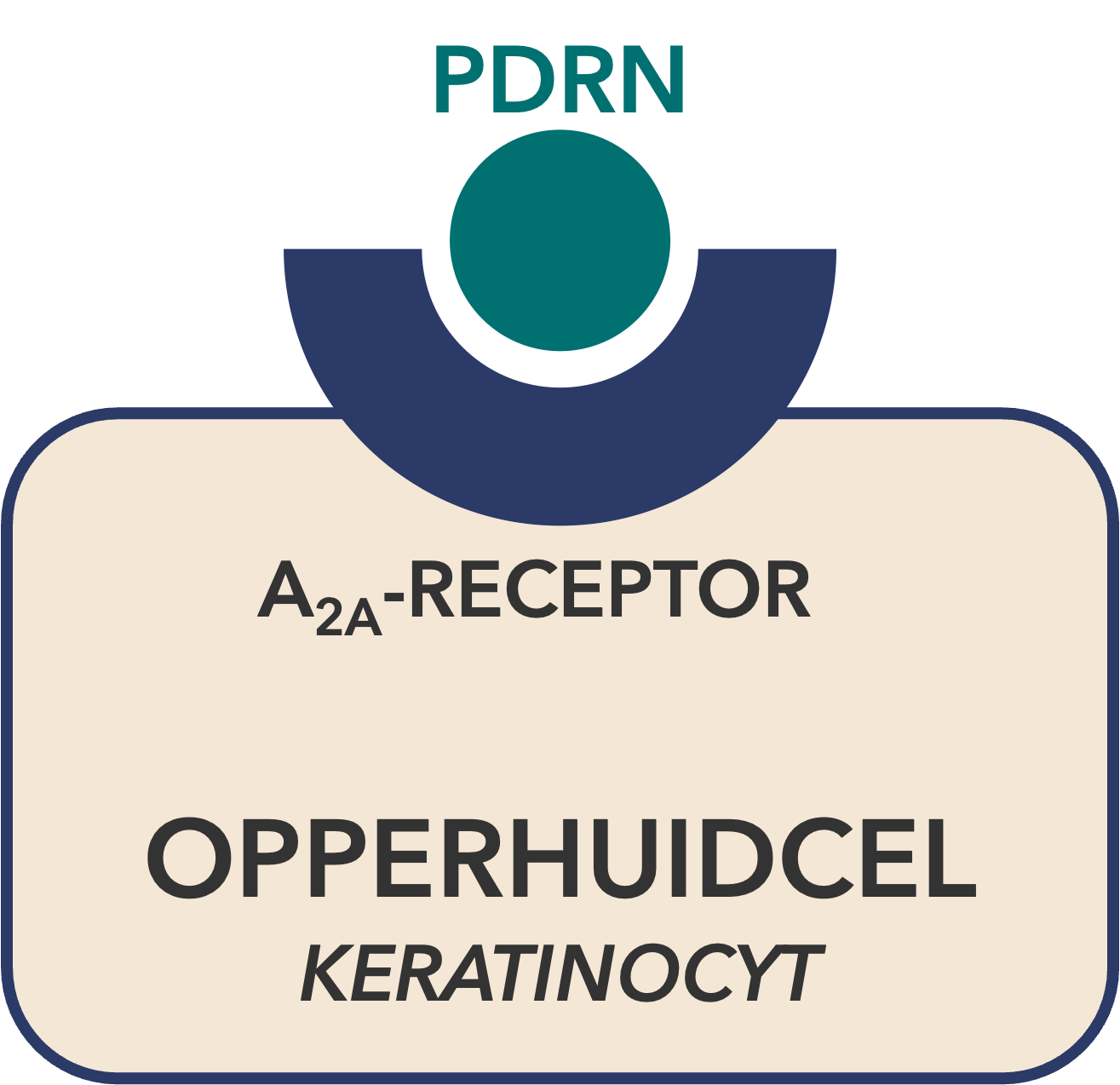 Opperhuidcellen