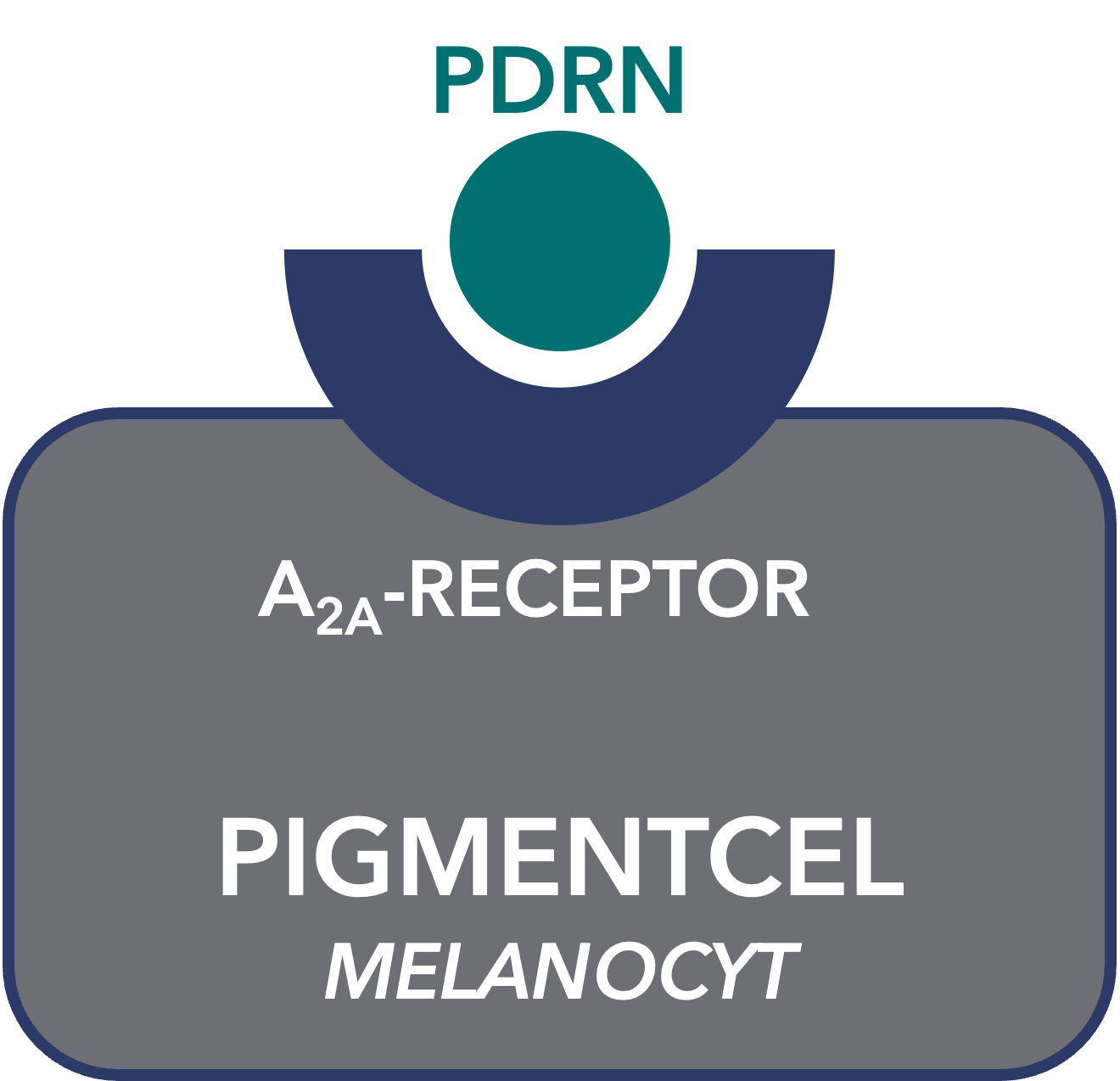 Melanocyten